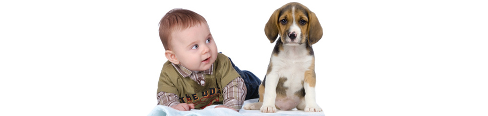 Human baby with Beagle puppy